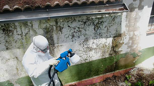 Top rated local Basement Mold Remediation specialists in Carefree, AZ